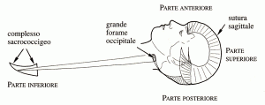 Cranio Sacrale anatomia