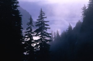 Mist over Mount Rainier National, Washington, USA